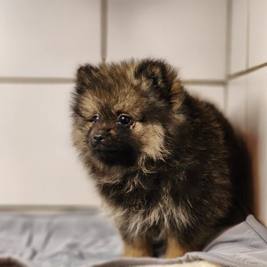 chiot Spitz allemand A Élevage du Royaume des P'tits Loups  