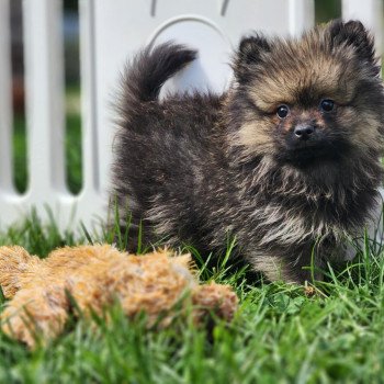 A Mâle Spitz allemand