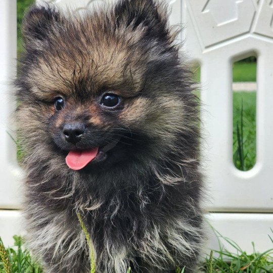 chiot Spitz allemand A Élevage du Royaume des P'tits Loups  