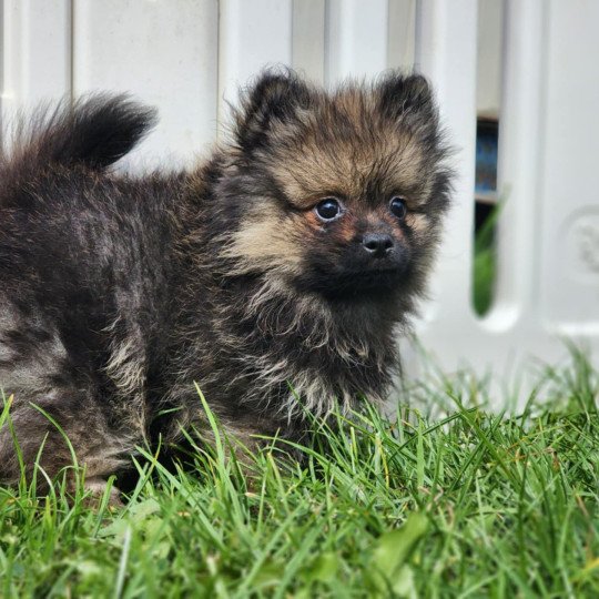 chiot Spitz allemand A Élevage du Royaume des P'tits Loups  