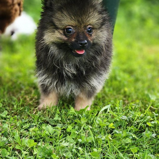 chiot Spitz allemand A Élevage du Royaume des P'tits Loups  