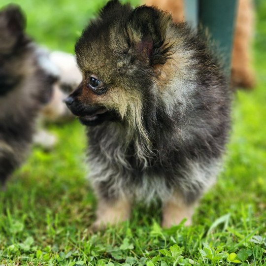 chiot Spitz allemand A Élevage du Royaume des P'tits Loups  