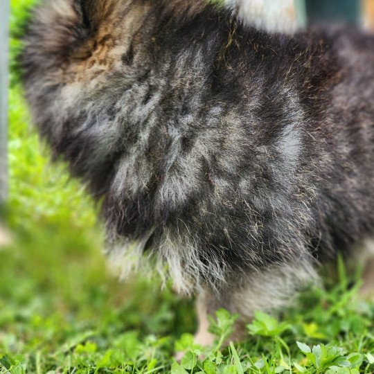 chiot Spitz allemand A Élevage du Royaume des P'tits Loups  
