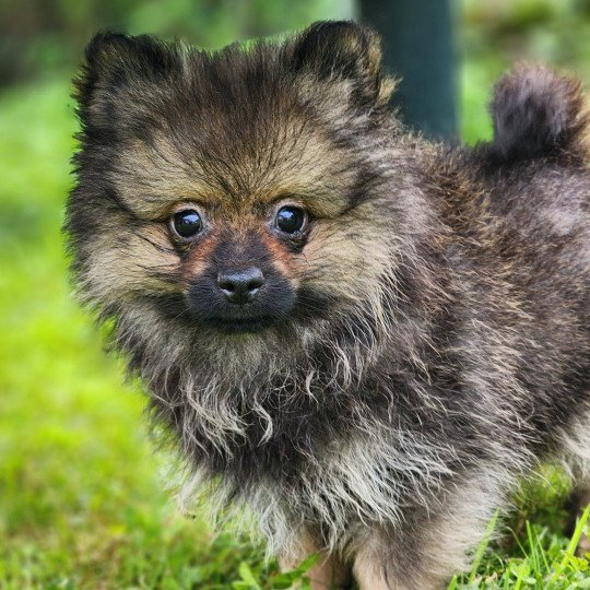 chiot Spitz allemand A Élevage du Royaume des P'tits Loups  
