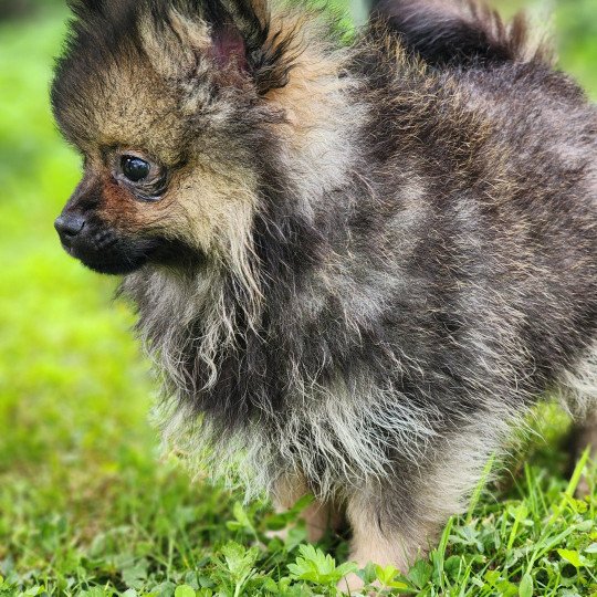 chiot Spitz allemand A Élevage du Royaume des P'tits Loups  