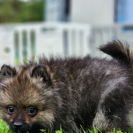 chiot Spitz allemand A Élevage du Royaume des P'tits Loups  