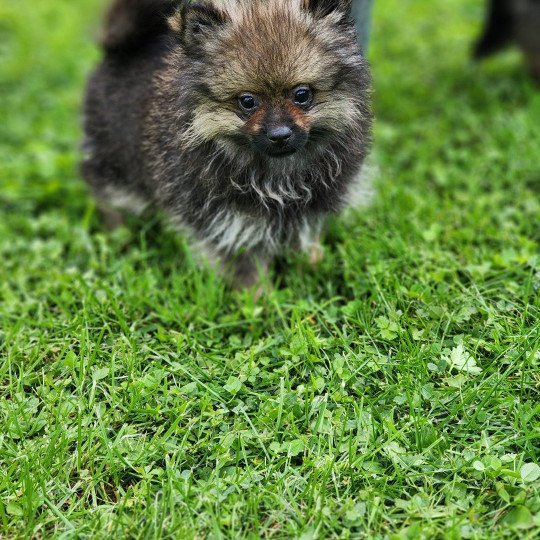 chiot Spitz allemand A Élevage du Royaume des P'tits Loups  