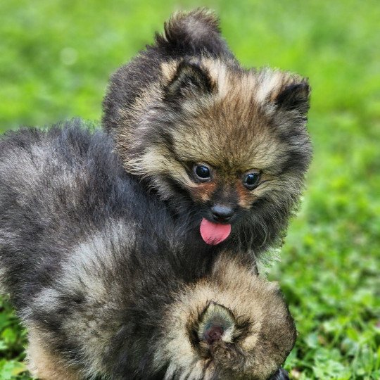 chiot Spitz allemand A Élevage du Royaume des P'tits Loups  