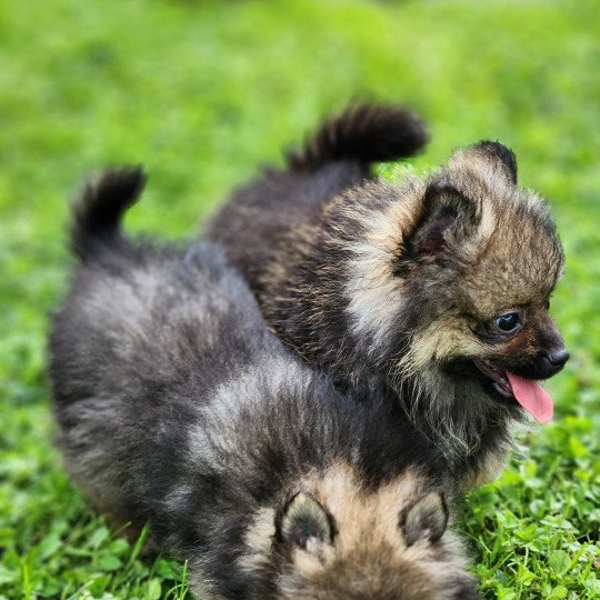 chiot Spitz allemand A Élevage du Royaume des P'tits Loups  