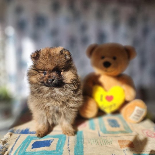 chiot Spitz allemand A Élevage du Royaume des P'tits Loups  