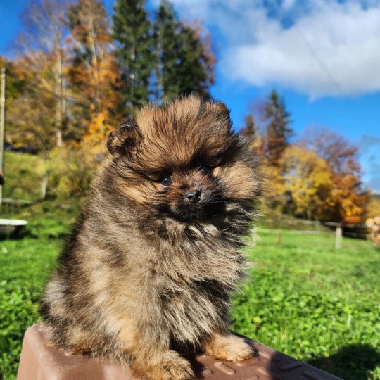 chiot Spitz allemand A Élevage du Royaume des P'tits Loups  