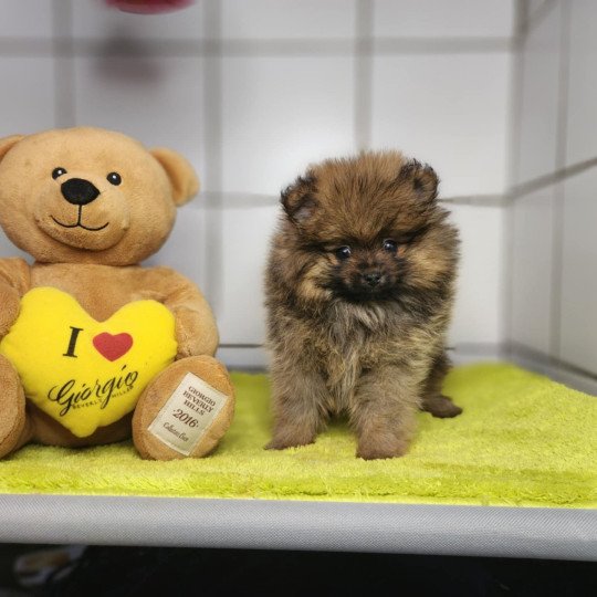 chiot Spitz allemand A Élevage du Royaume des P'tits Loups  