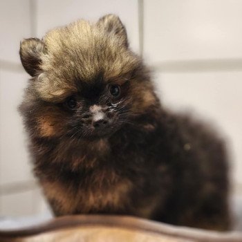 A Mâle Spitz allemand