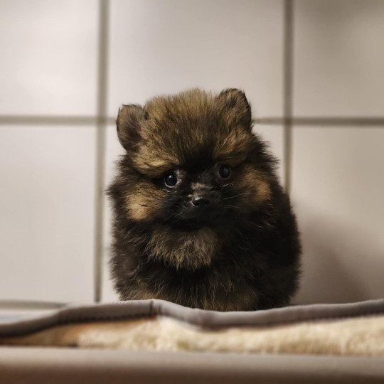 chiot Spitz allemand A Élevage du Royaume des P'tits Loups  