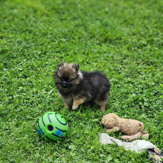 chiot Spitz allemand A Élevage du Royaume des P'tits Loups  