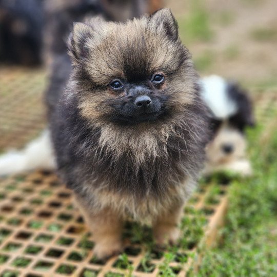 chiot Spitz allemand A Élevage du Royaume des P'tits Loups  