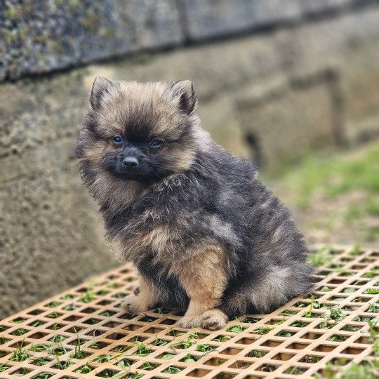 chiot Spitz allemand A Élevage du Royaume des P'tits Loups  