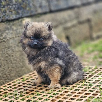 A Mâle Spitz allemand