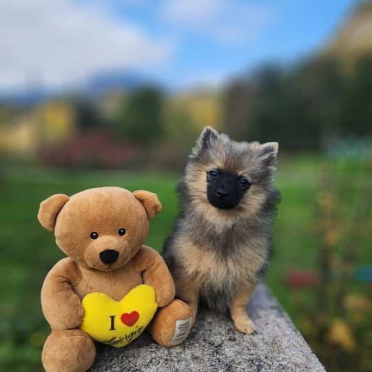 chiot Spitz allemand A Élevage du Royaume des P'tits Loups  
