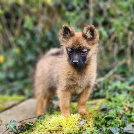 chiot Spitz allemand fauve charbonne A Élevage du Royaume des P'tits Loups  