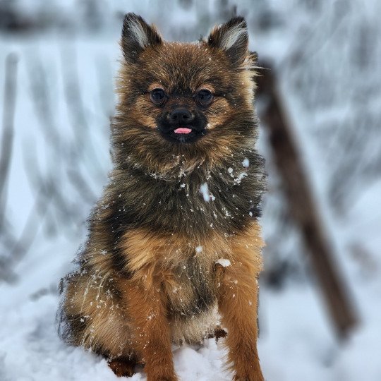 chiot Spitz allemand fauve charbonne A Élevage du Royaume des P'tits Loups  