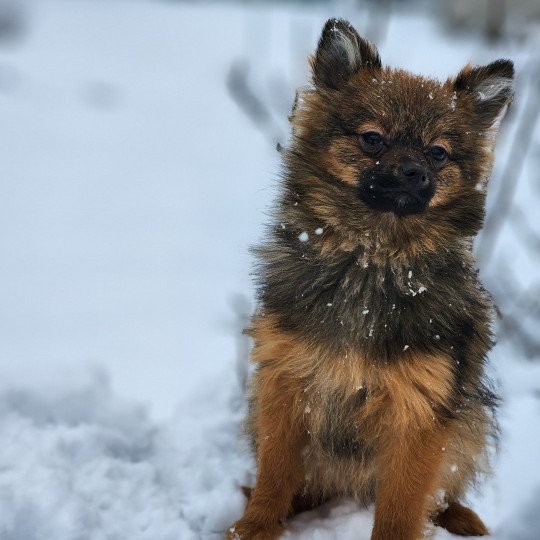 chiot Spitz allemand fauve charbonne A Élevage du Royaume des P'tits Loups  