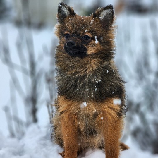chiot Spitz allemand fauve charbonne A Élevage du Royaume des P'tits Loups  