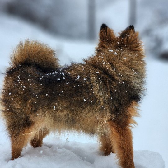 chiot Spitz allemand fauve charbonne A Élevage du Royaume des P'tits Loups  
