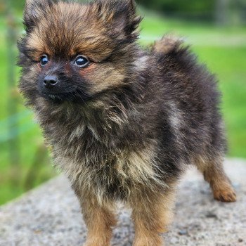 A Mâle Spitz allemand