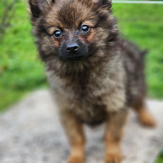 A Mâle Spitz allemand