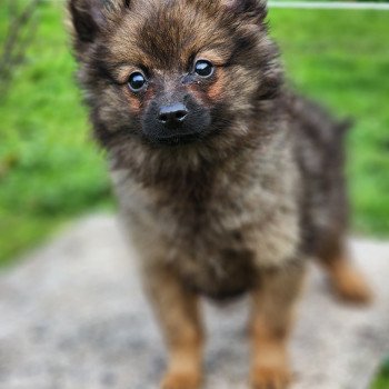 A Mâle Spitz allemand