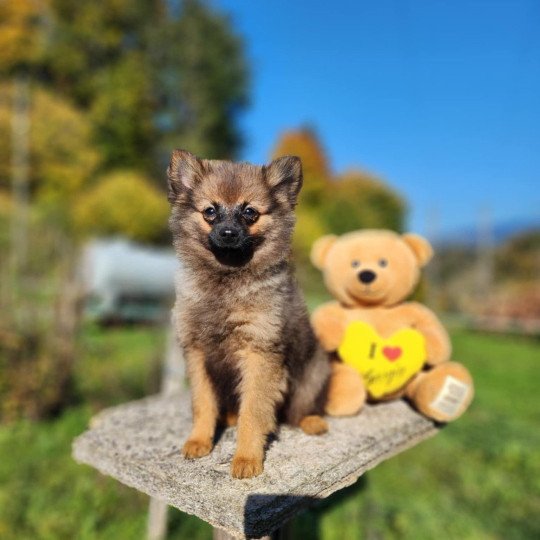 chiot Spitz allemand fauve charbonne A Élevage du Royaume des P'tits Loups  