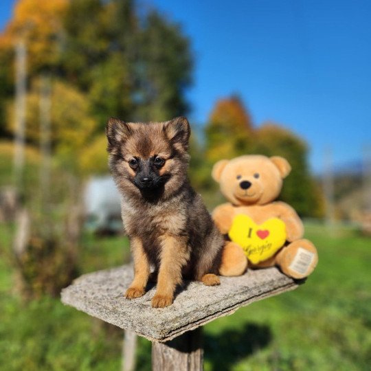 chiot Spitz allemand fauve charbonne A Élevage du Royaume des P'tits Loups  