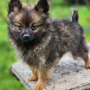 A Mâle Spitz allemand