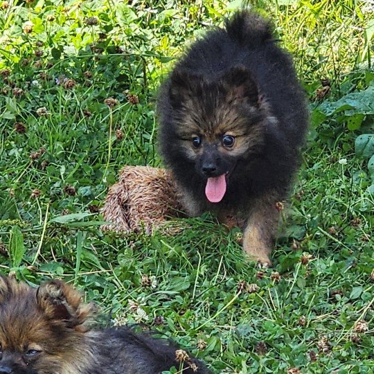 chiot Spitz allemand A Élevage du Royaume des P'tits Loups  