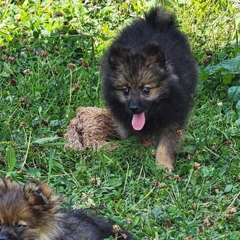 A Mâle Spitz allemand
