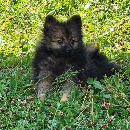 chiot Spitz allemand A Élevage du Royaume des P'tits Loups  