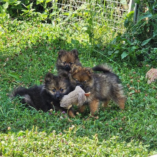 chiot Spitz allemand A Élevage du Royaume des P'tits Loups  