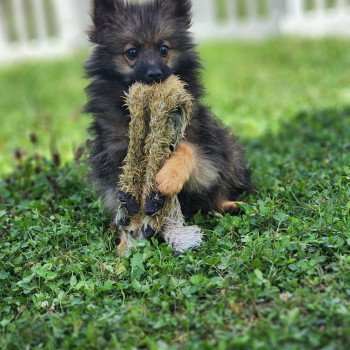 A Mâle Spitz allemand