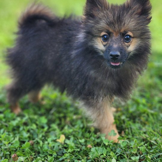 chiot Spitz allemand A Élevage du Royaume des P'tits Loups  