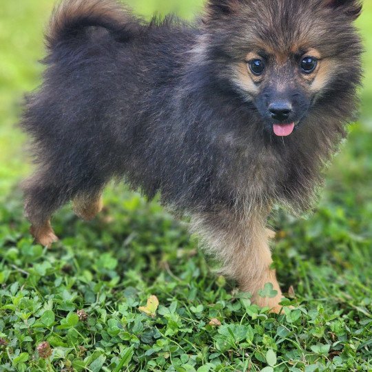 chiot Spitz allemand A Élevage du Royaume des P'tits Loups  