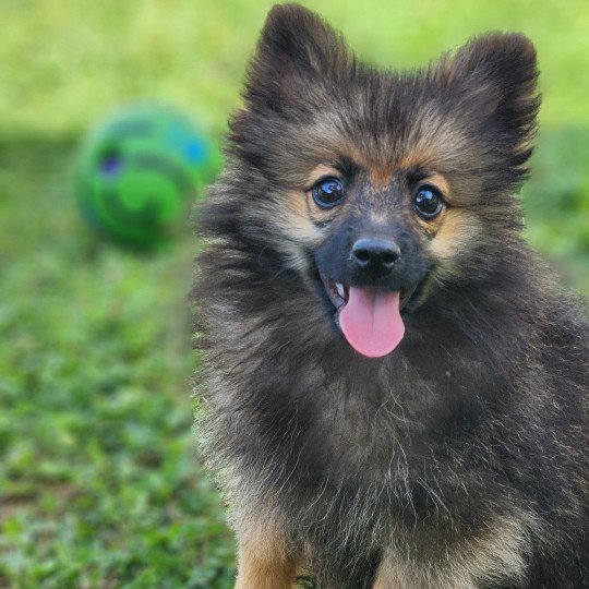 chiot Spitz allemand A Élevage du Royaume des P'tits Loups  