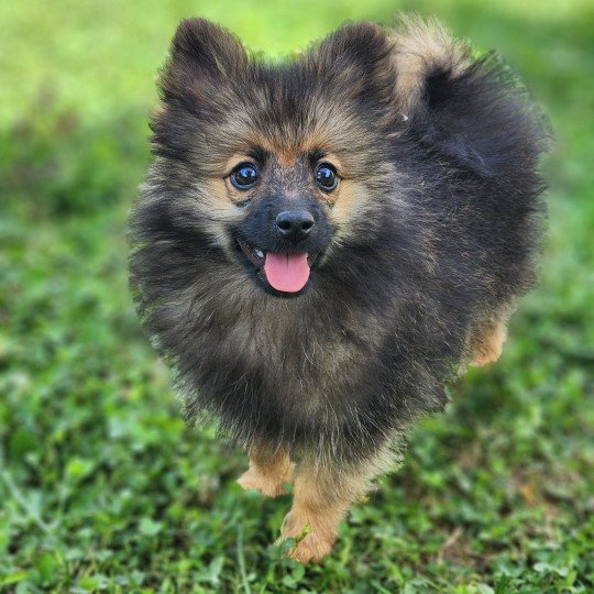 chiot Spitz allemand A Élevage du Royaume des P'tits Loups  