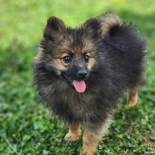 chiot Spitz allemand A Élevage du Royaume des P'tits Loups  