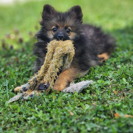 chiot Spitz allemand A Élevage du Royaume des P'tits Loups  
