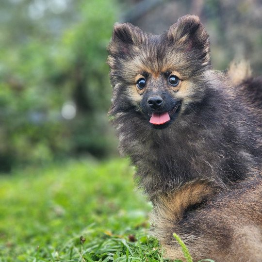 chiot Spitz allemand A Élevage du Royaume des P'tits Loups  