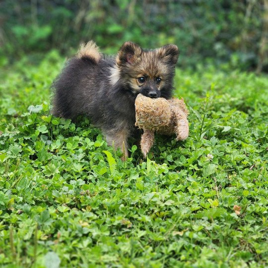 chiot Spitz allemand A Élevage du Royaume des P'tits Loups  