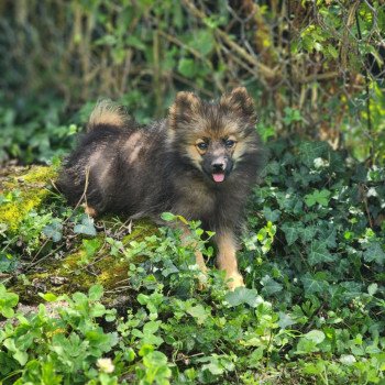 A Mâle Spitz allemand