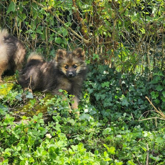 chiot Spitz allemand A Élevage du Royaume des P'tits Loups  