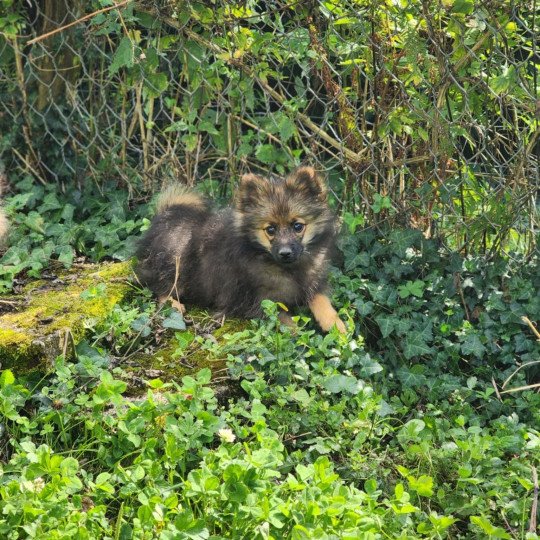 chiot Spitz allemand A Élevage du Royaume des P'tits Loups  